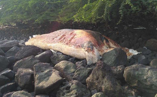 dead whale