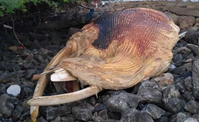 dead whale found in colaba