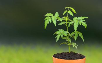 10-Medicinal Benefits-of-the-Neem-