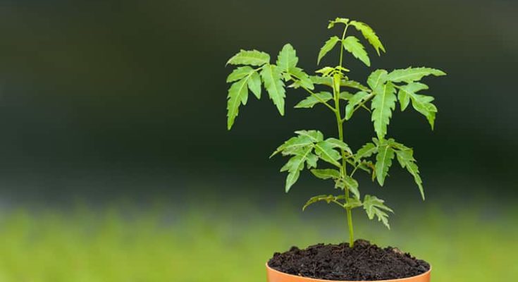 10-Medicinal Benefits-of-the-Neem-