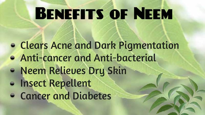 Benefits-of-Neem