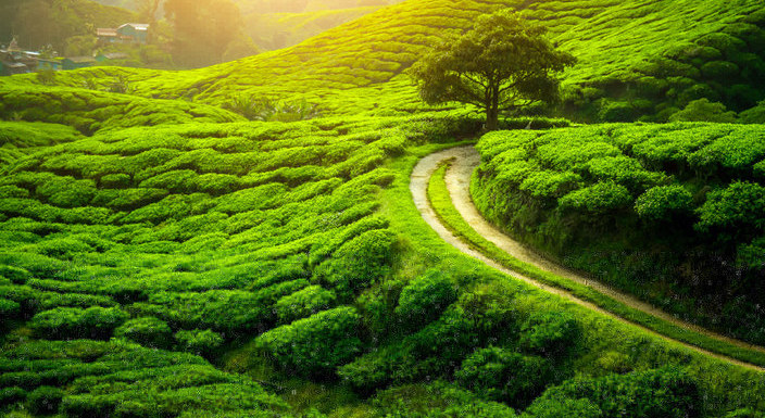Darjeeling tea garden
