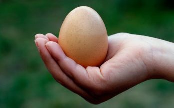 The-Incredible-Edible-Egg-