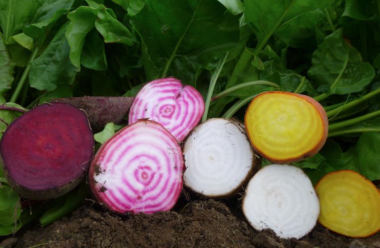 beetroot-in different colors