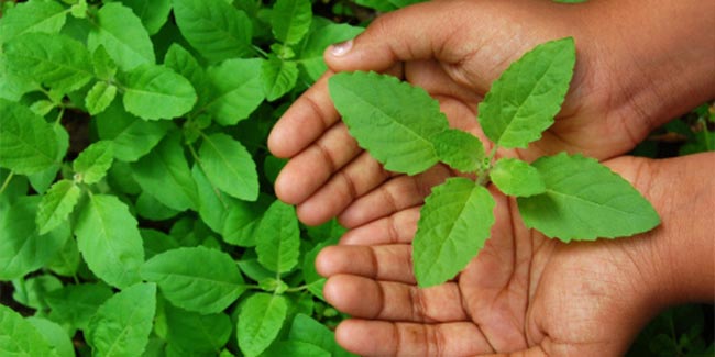 tulsi benefits