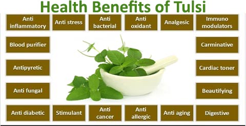 health-benefits-of-tulsi_