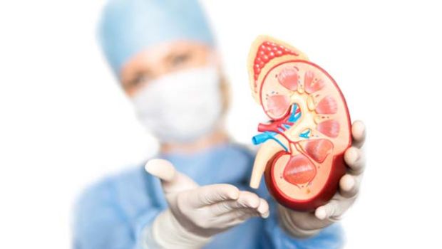 protein affects kidney-health