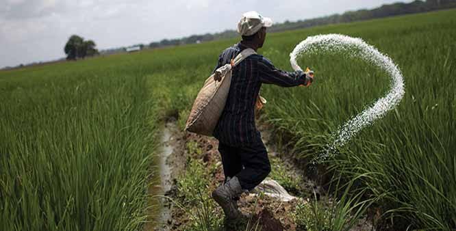 neem as insecticide