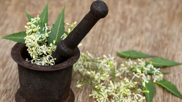 neem flower increases eyesight