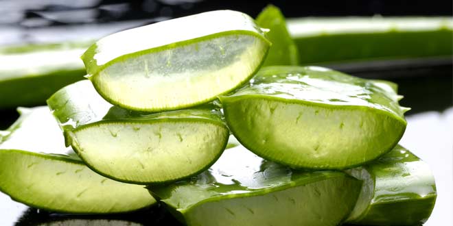 Aloevera is good to treat dandruff