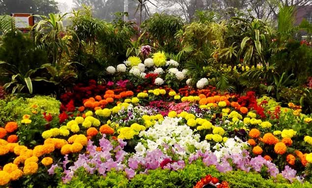 flowers-can-be-used-for-better-health-and-looking-bful