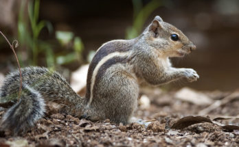 striped squirrel