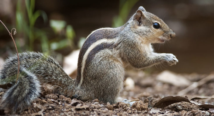 striped squirrel