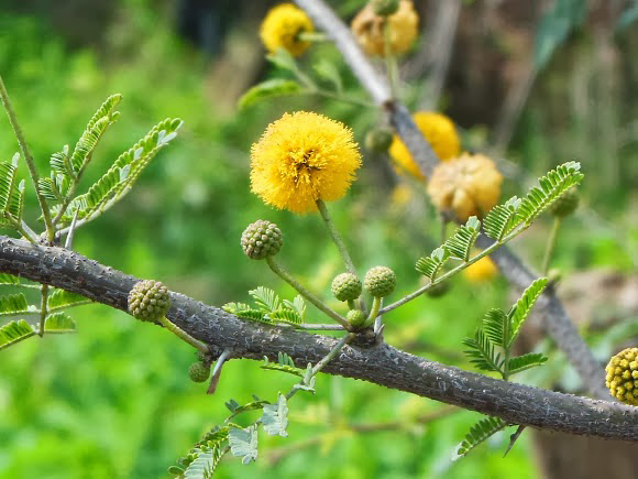 Babool-Egyptian-acacia