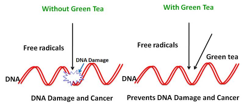 cancer-green-tea