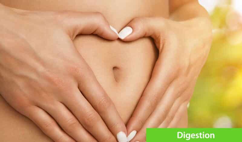 digestion-