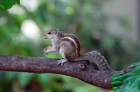 striped squirrel