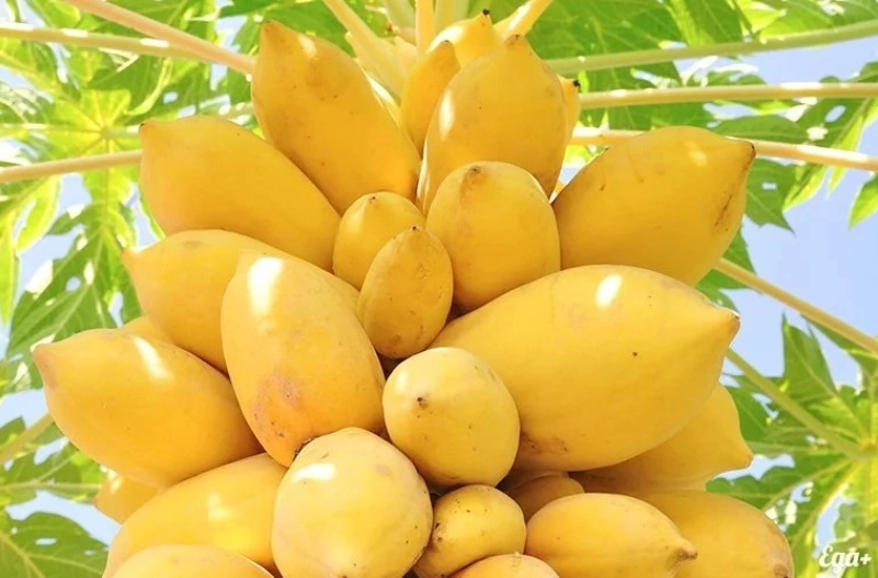 top-benefits-of-papaya-