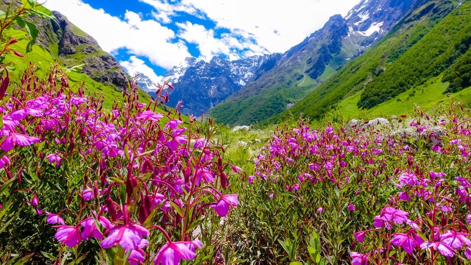 the-valley-of-of-flowers_
