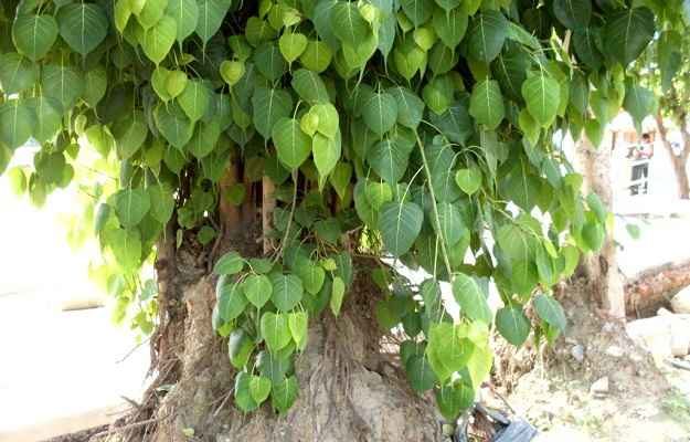 peepal tree