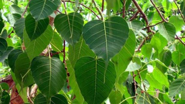 peepal tree benefits