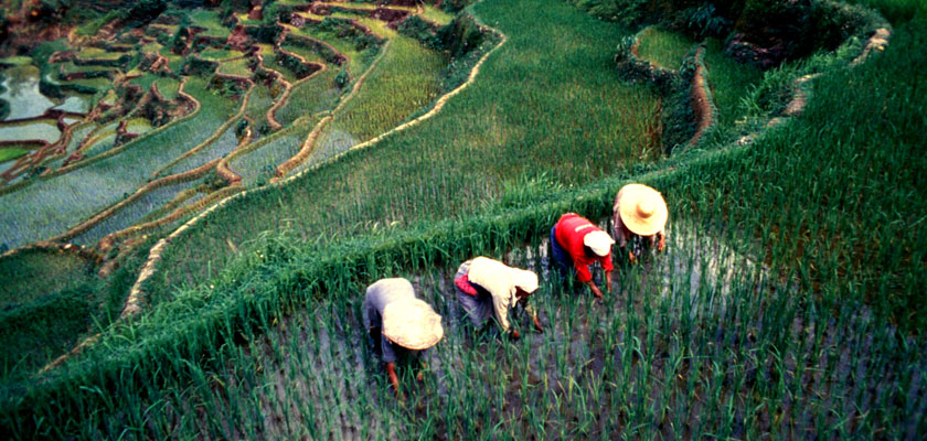 water-is-needed to grow rice-