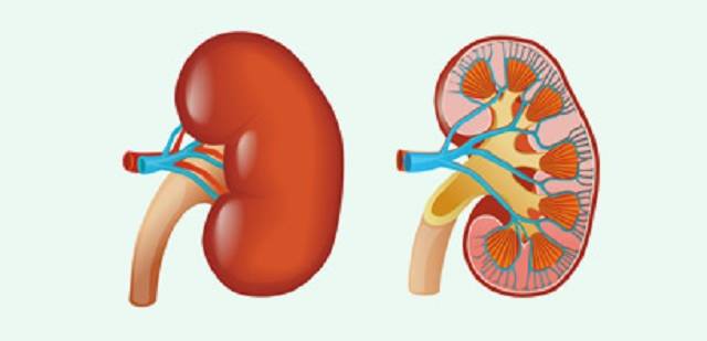 kidney water filtration