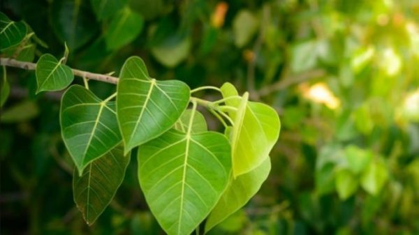 You will be surprised to know that a leaf of Peepal is a boon for these diseases.