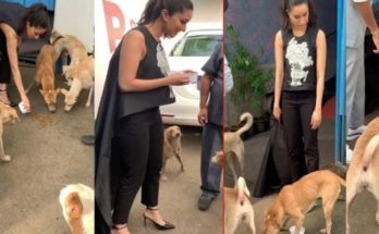 Shraddha Kapoor started skipping the shoot, biscuits the street dogs, video viral
