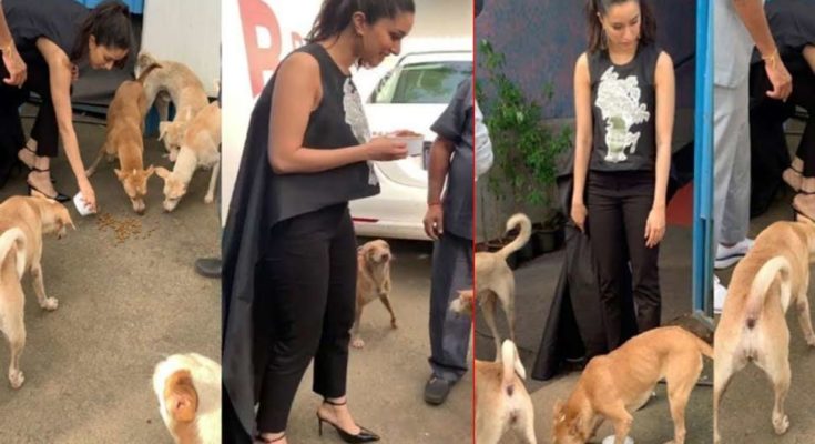 Shraddha Kapoor started skipping the shoot, biscuits the street dogs, video viral