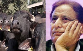 Two cases of buffalo theft filed against Azam Khan in Rampur, case of culpable homicide also