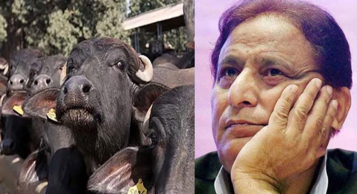 Two cases of buffalo theft filed against Azam Khan in Rampur, case of culpable homicide also