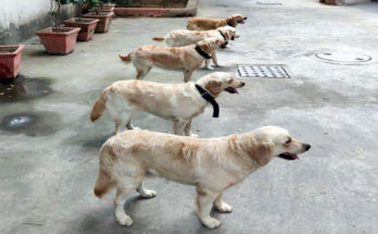 5 'Golden Retriever' of 12 to 15 months deployed in Delhi Police, these are very dangerous hunters