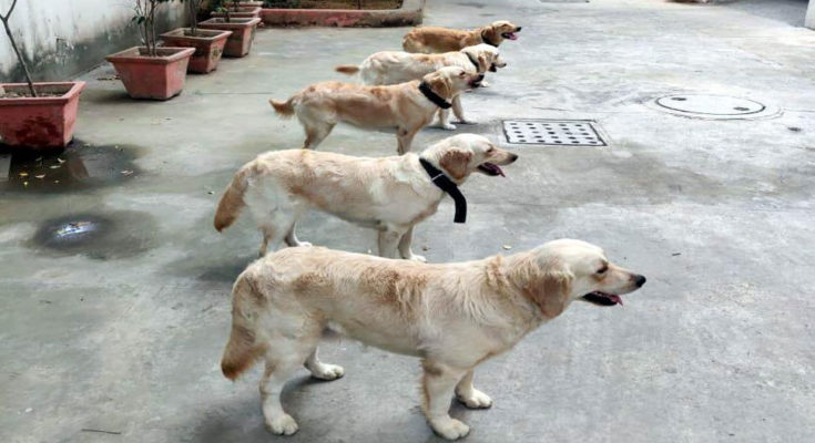 5 'Golden Retriever' of 12 to 15 months deployed in Delhi Police, these are very dangerous hunters